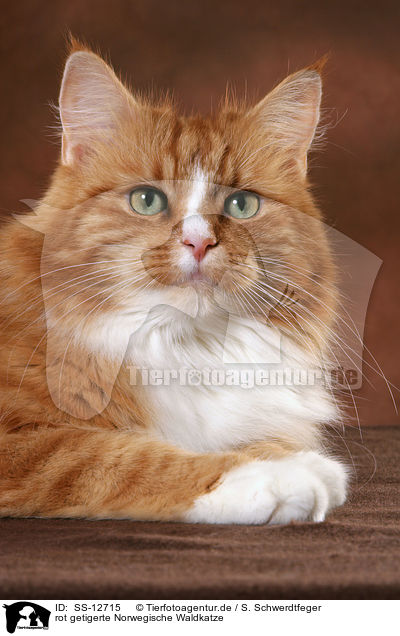 rot getigerte Norwegische Waldkatze / SS-12715