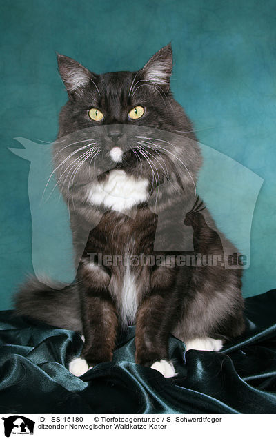 sitzender Norwegischer Waldkatze Kater / sitting Norwegian Forest Cat / SS-15180