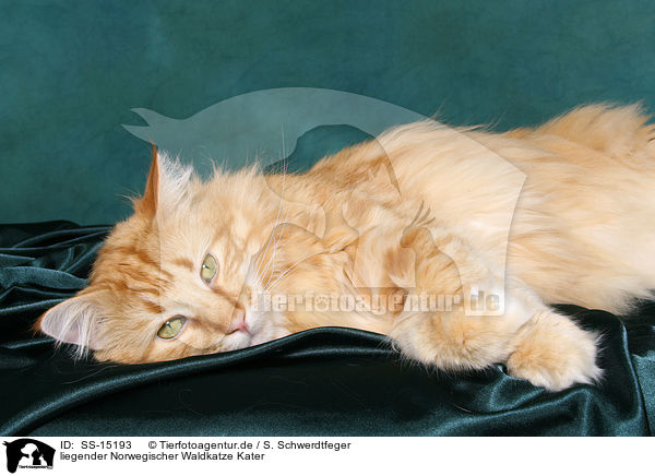 liegender Norwegischer Waldkatze Kater / lying Norwegian Forest Cat / SS-15193