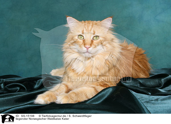 liegender Norwegischer Waldkatze Kater / lying Norwegian Forest Cat / SS-15198