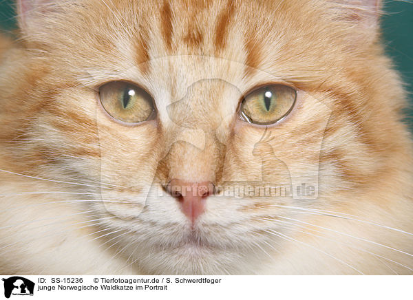 junge Norwegische Waldkatze im Portrait / young norwegian forest cat portrait / SS-15236