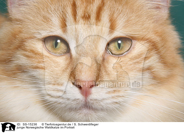 junge Norwegische Waldkatze im Portrait / SS-15236