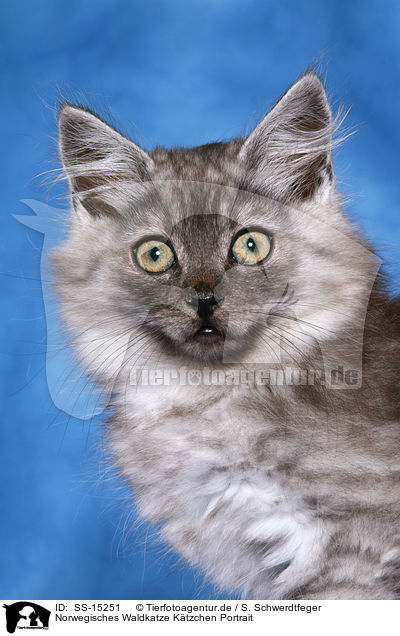 Norwegisches Waldkatze Ktzchen Portrait / SS-15251