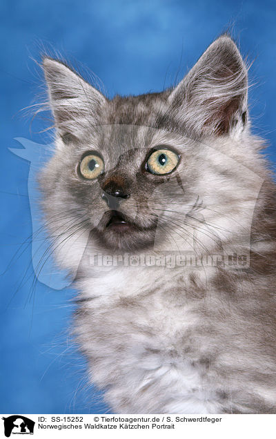 Norwegisches Waldkatze Ktzchen Portrait / SS-15252