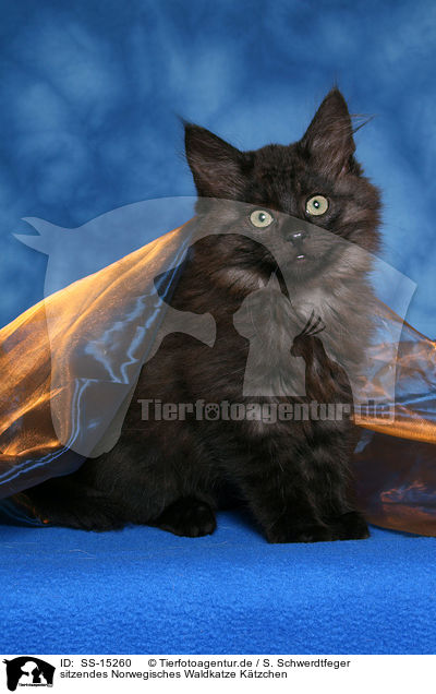 sitzendes Norwegisches Waldkatze Ktzchen / SS-15260
