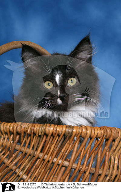 Norwegisches Waldkatze Ktzchen im Krbchen / SS-15270