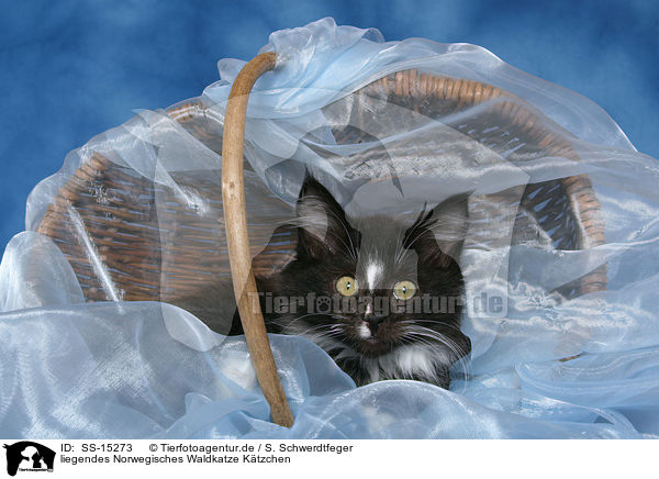 liegendes Norwegisches Waldkatze Ktzchen / lying Norwegian Forest Kitten / SS-15273