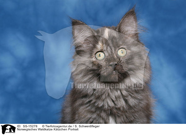 Norwegisches Waldkatze Ktzchen Portrait / SS-15278