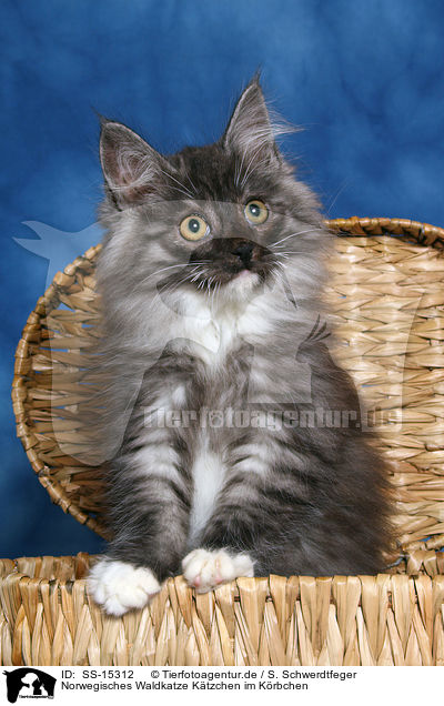 Norwegisches Waldkatze Ktzchen im Krbchen / Norwegian Forest Kitten in basket / SS-15312