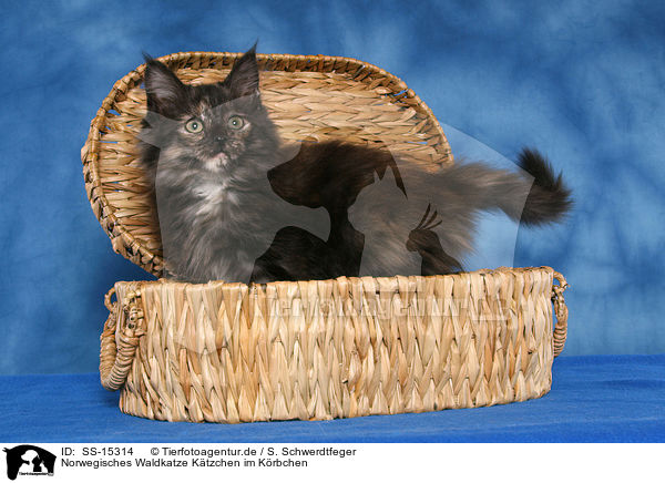 Norwegisches Waldkatze Ktzchen im Krbchen / Norwegian Forest Kitten in basket / SS-15314