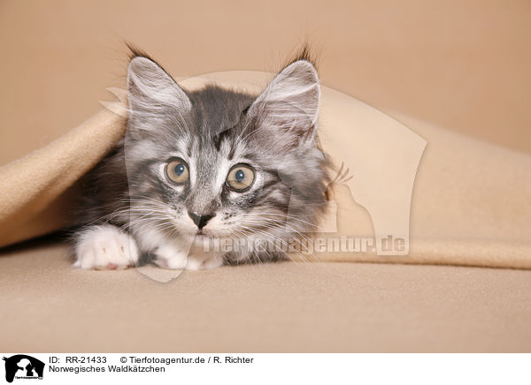 Norwegisches Waldktzchen / norwegian forest kitten / RR-21433