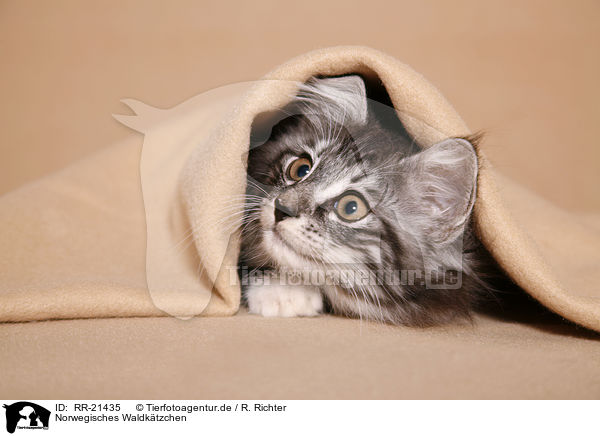 Norwegisches Waldk�tzchen / norwegian forest kitten / RR-21435