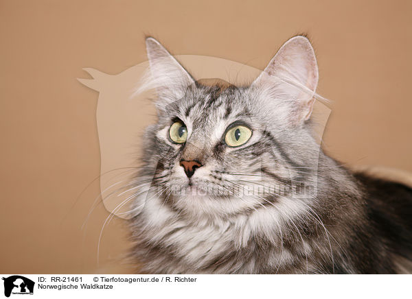 Norwegische Waldkatze / norwegian forest cat / RR-21461