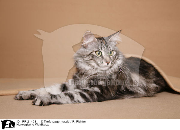 Norwegische Waldkatze / norwegian forest cat / RR-21463