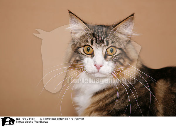 Norwegische Waldkatze / RR-21464