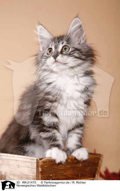 Norwegisches Waldktzchen / norwegian forest kitten / RR-21475