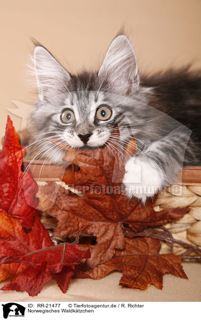 Norwegisches Waldktzchen / norwegian forest kitten / RR-21477