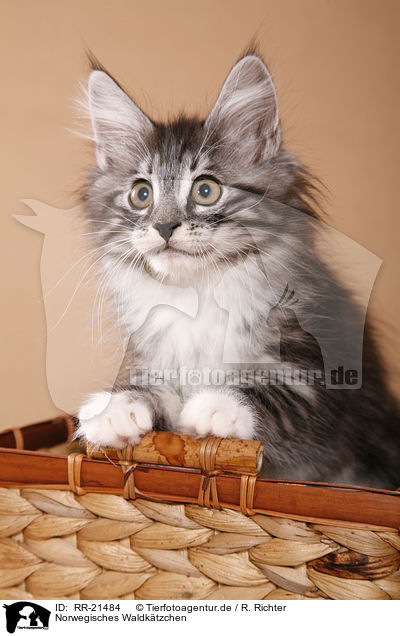 Norwegisches Waldktzchen / norwegian forest kitten / RR-21484