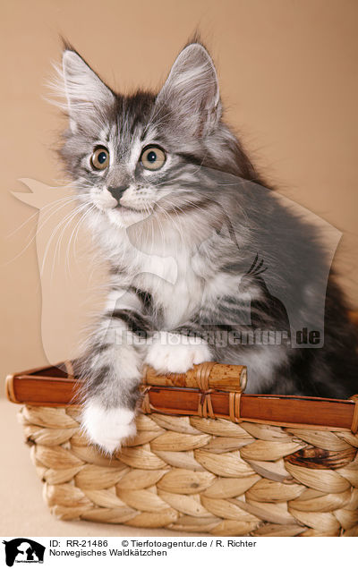Norwegisches Waldktzchen / norwegian forest kitten / RR-21486