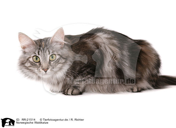 Norwegische Waldkatze / norwegian forest cat / RR-21514