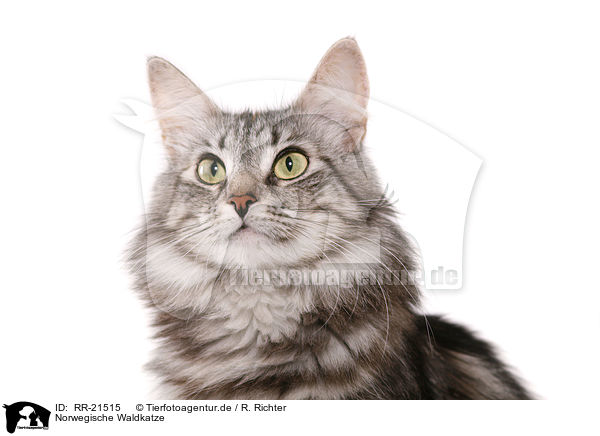 Norwegische Waldkatze / norwegian forest cat / RR-21515