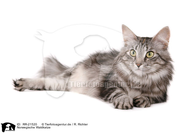 Norwegische Waldkatze / norwegian forest cat / RR-21520
