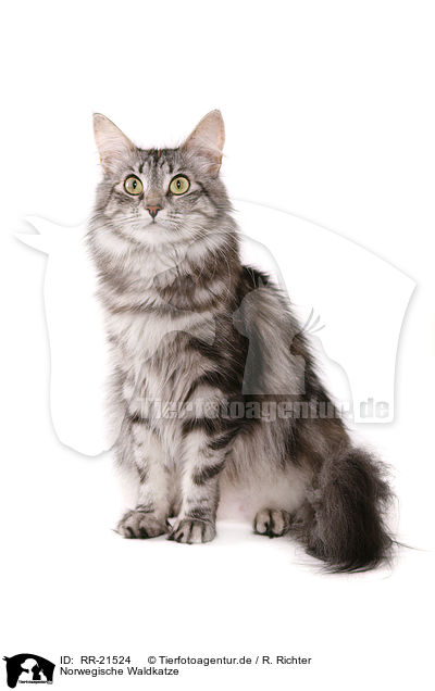 Norwegische Waldkatze / norwegian forest cat / RR-21524