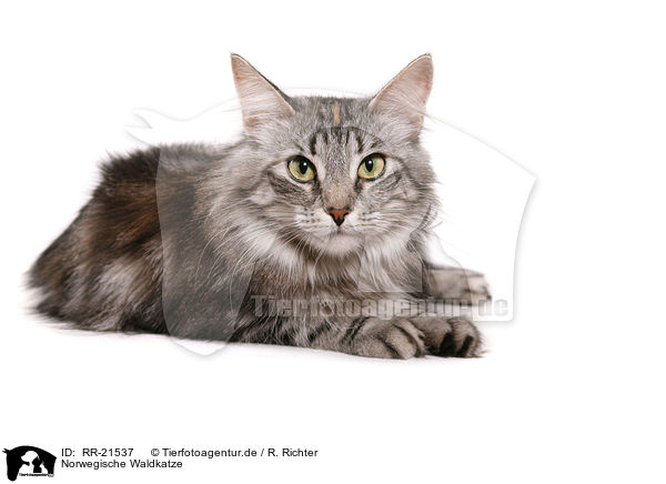 Norwegische Waldkatze / norwegian forest cat / RR-21537