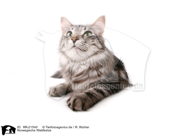 Norwegische Waldkatze / RR-21540