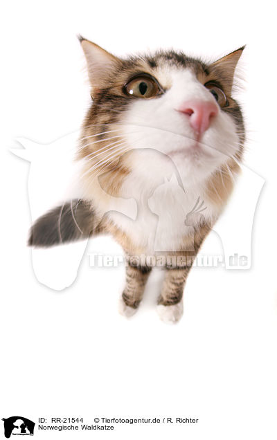 Norwegische Waldkatze / RR-21544