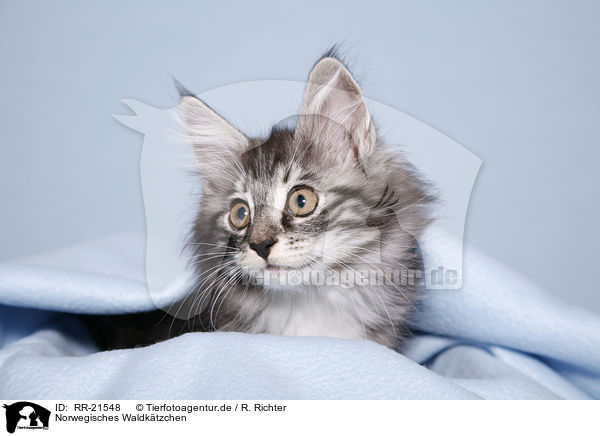 Norwegisches Waldktzchen / norwegian forest kitten / RR-21548