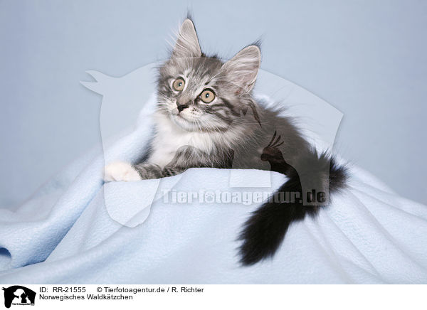 Norwegisches Waldktzchen / norwegian forest kitten / RR-21555
