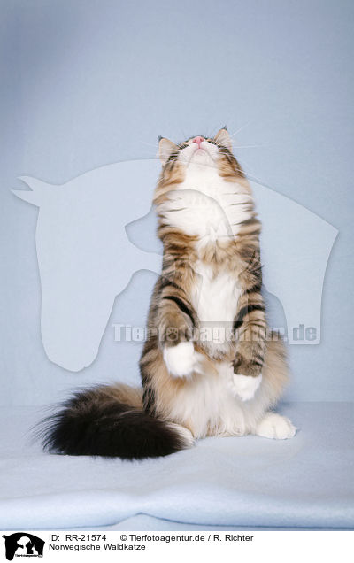 Norwegische Waldkatze / RR-21574