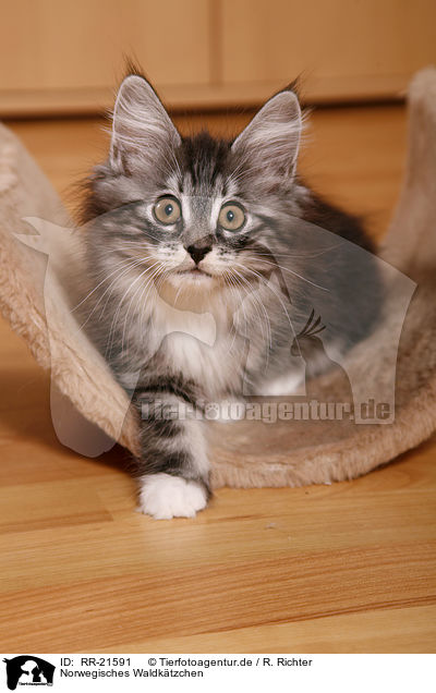 Norwegisches Waldktzchen / norwegian forest kitten / RR-21591