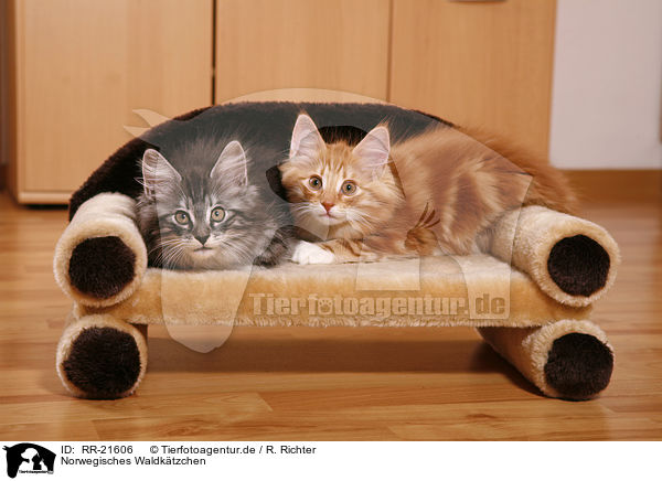 Norwegisches Waldktzchen / norwegian forest kitten / RR-21606