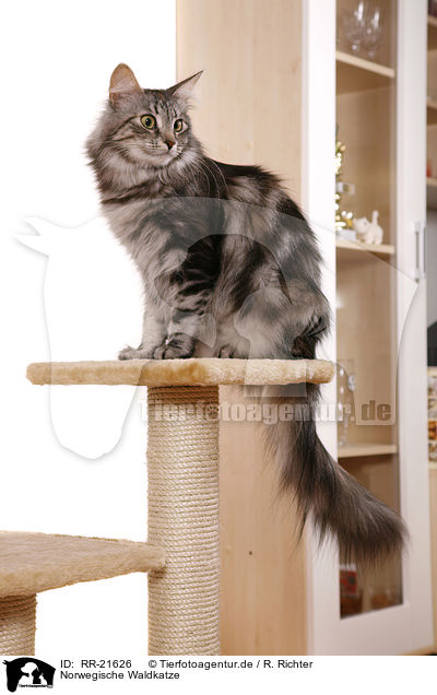 Norwegische Waldkatze / RR-21626