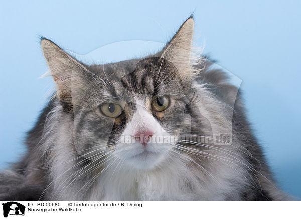 Norwegische Waldkatze / BD-00680