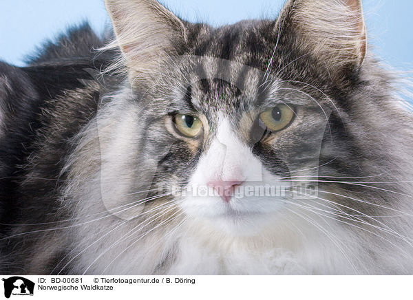 Norwegische Waldkatze / BD-00681