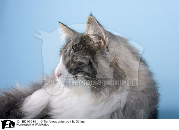 Norwegische Waldkatze / BD-00684