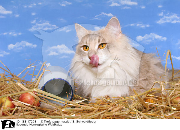 liegende Norwegische Waldkatze / lying norwegian forest cat / SS-17293
