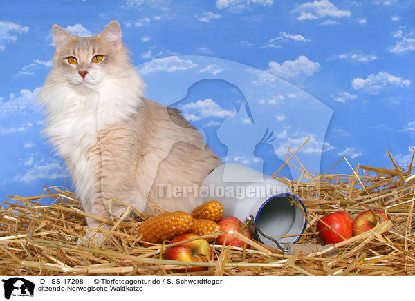 sitzende Norwegische Waldkatze / sitting norwegian forest cat / SS-17298