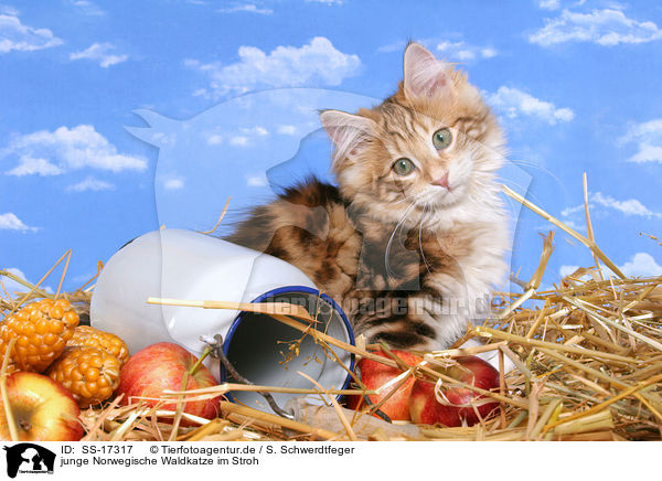 junge Norwegische Waldkatze im Stroh / young norwegian forest cat in straw / SS-17317