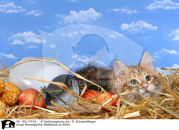 junge Norwegische Waldkatze im Stroh / young norwegian forest cat in straw / SS-17318