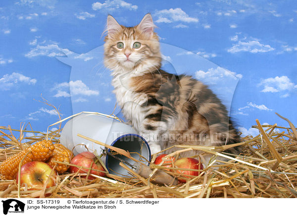 junge Norwegische Waldkatze im Stroh / young norwegian forest cat in straw / SS-17319
