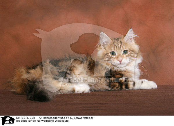 liegende junge Norwegische Waldkatze / lying young norwegian forest cat / SS-17325