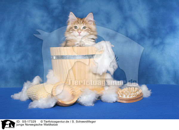 junge Norwegische Waldkatze / young norwegian forest cat / SS-17329