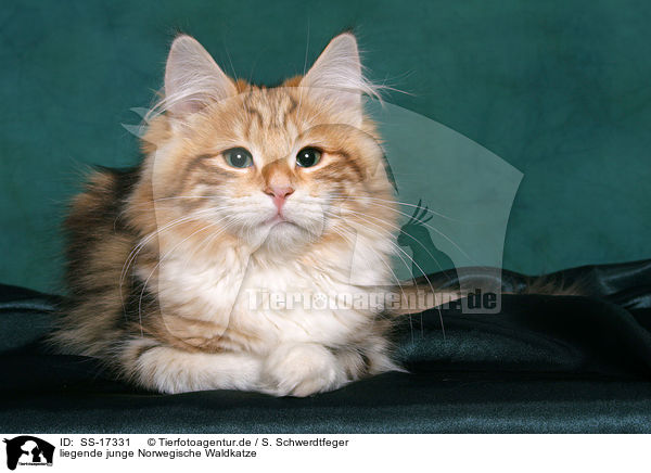 liegende junge Norwegische Waldkatze / lying young norwegian forest cat / SS-17331