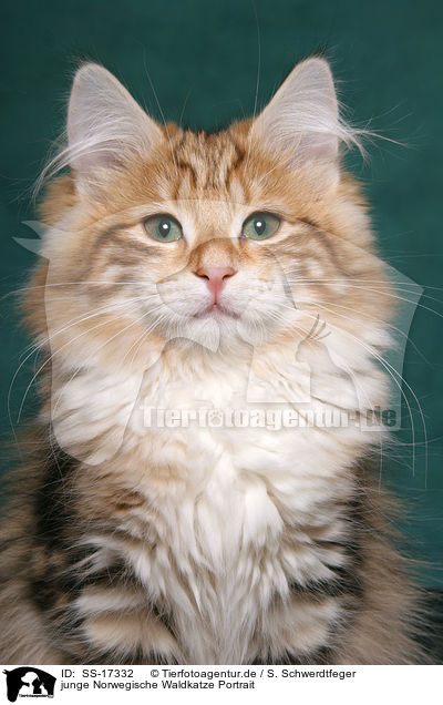 junge Norwegische Waldkatze Portrait / young norwegian forest cat portrait / SS-17332