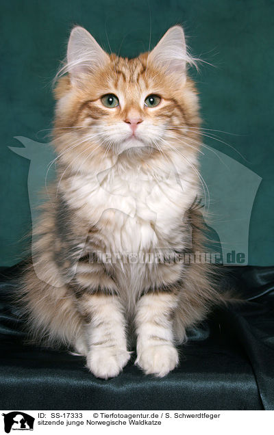 sitzende junge Norwegische Waldkatze / sitzende young norwegian forest cat / SS-17333