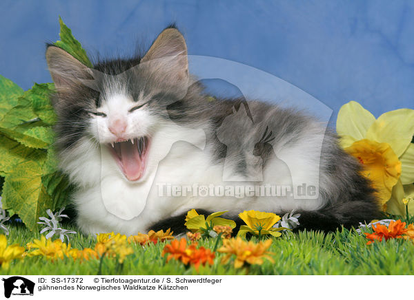 ghnendes Norwegisches Waldkatze Ktzchen / SS-17372